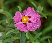 CHELSEA 2022: A SWISS SANCTUARY BY LILLY GOMM: PINK FLOWERS OF CISTUS