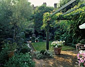 FORMAL SMALL TOWN GARDEN: WISTERIA GROWS ON PAINTED PERGOLA ABOVE BRICK TERRACE  CONTAINERS OF CLIPPED BOX  SMALL LAWN & FOLIAGE OF ROMNEYA & SILVER WILLOW ON L. DESIGNER: A. NOEL
