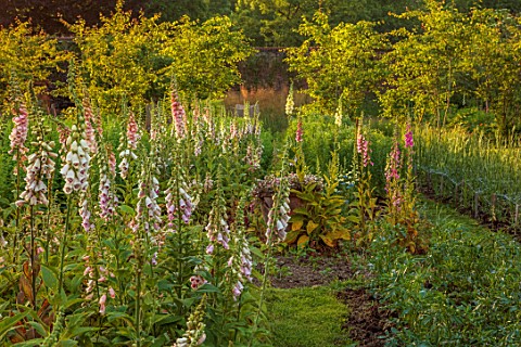 THE_FLOWER_GARDEN_AT_STOKESAY_COURT_SHROPSHIRE_THE_WALLED_GARDEN_PINK_FLOWERS_OF_FOXGLOVES_DIGITALIS