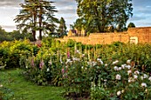 THE FLOWER GARDEN AT STOKESAY COURT, SHROPSHIRE: THE WALLED GARDEN, PINK FLOWERS OF FOXGLOVES, WHITE FLOWERS OF ROSES, WALLS, CUTTING GARDEN