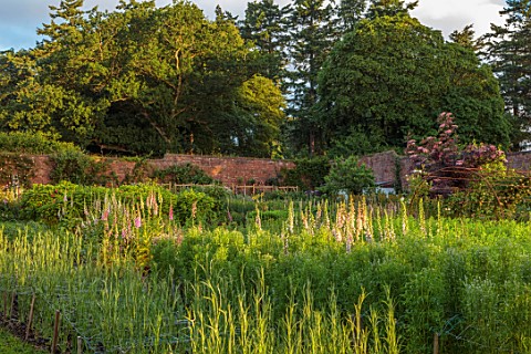 THE_FLOWER_GARDEN_AT_STOKESAY_COURT_SHROPSHIRE_THE_WALLED_GARDEN_PINK_FLOWERS_OF_FOXGLOVES_DIGITALIS