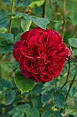 THE FLOWER GARDEN AT STOKESAY COURT, SHROPSHIRE: CLOSE UP PLANT PORTRAIT OF RED FLOWERS OF ROSE, ROSA L D BRAITHWAITE, DECIDUOUS