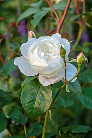 THE_FLOWER_GARDEN_AT_STOKESAY_COURT_SHROPSHIRE_CLOSE_UP_PLANT_PORTRAIT_OF_WHITE_FLOWERS_OF_ROSE_ROSA