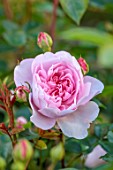 THE FLOWER GARDEN AT STOKESAY COURT, SHROPSHIRE: CLOSE UP PLANT PORTRAIT OF PINK FLOWERS OF ROSE, ROSA WILDEVE, DECIDUOUS