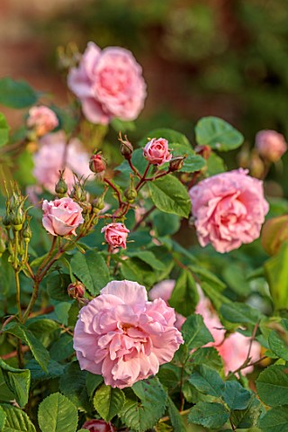 THE_FLOWER_GARDEN_AT_STOKESAY_COURT_SHROPSHIRE_CLOSE_UP_PLANT_PORTRAIT_OF_PINK_FLOWERS_OF_ROSE_ROSA_