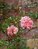 THE FLOWER GARDEN AT STOKESAY COURT, SHROPSHIRE: CLOSE UP PLANT PORTRAIT OF PINK FLOWERS OF ROSE, ROSA FRANCOIS JURANVILLE, DECIDUOUS, SHRUBS