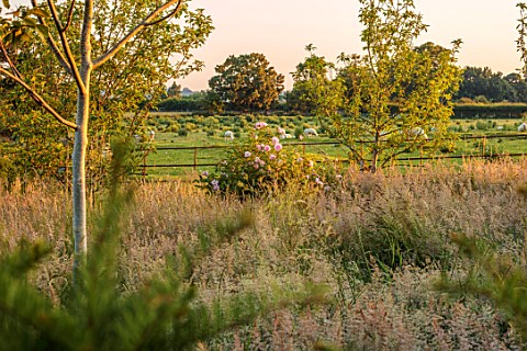 ASHBROOK_HOUSE_NORTHAMPTONSHIRE_MEADOW_FIELD_PINK_ROSES_ROSA_WISLEY_SHEEP
