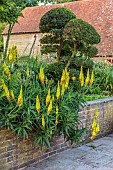 HIGHLANDS, EAST SUSSEX: RAISED BED, WALLS, YELLOW, ORANGE FLOWERS OF ALOE STRIATULA, GREEN, SUCCULENTS, PERENNIALS, CLIPPED TOPIARY PHILYREA LATIFOLIA