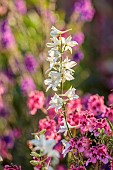 HIGHLANDS, EAST SUSSEX: WHITE FLOWERS, BLOOMS OF CONSOLIDA AJACIS WHITE KING AND PINK FLOWERS OF DIASCIA PERSONATA, SUMMER