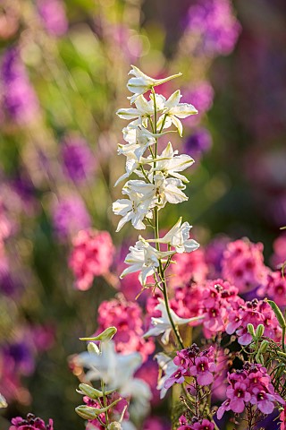 HIGHLANDS_EAST_SUSSEX_WHITE_FLOWERS_BLOOMS_OF_CONSOLIDA_AJACIS_WHITE_KING_AND_PINK_FLOWERS_OF_DIASCI