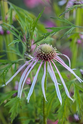 HIGHLANDS_EAST_SUSSEX_PALE_PINK_CREAM_WHITE_FLOWERS_OF_ECHINACEA_PALLIDA_HULA_DANCER_PERENNIALS_CONE