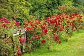 BORDE HILL GARDEN, WEST SUSSEX: FENCE, FENCING, HEDGE, HEDGING, RED ROSES, ROSA RAMBLING ROSIE