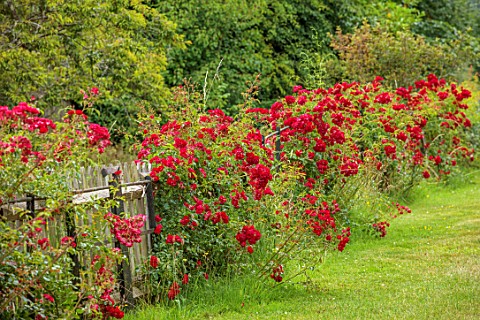 BORDE_HILL_GARDEN_WEST_SUSSEX_FENCE_FENCING_HEDGE_HEDGING_RED_ROSES_ROSA_RAMBLING_ROSIE