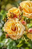 BORDE HILL GARDEN, WEST SUSSEX: ORANGE, YELLOW  FLOWERS OF ROSE, ROSA REBECCA MARY