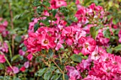 BORDE HILL GARDEN, WEST SUSSEX: THE MID SUMMER BORDER: PINK FLOWERS OF SEMI DOUBLE ROSE WILD THING, SHRUBS, JUNE
