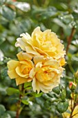 BORDE HILL GARDEN, WEST SUSSEX: ORANGE, YELLOW  FLOWERS OF ROSE, ROSA STRIKES GOLD