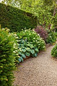 THE SUMMERHOUSE, OXFORDSHIRE: FRONT GARDEN, SHADE, SHADY, PATHS, HOSTAS, HYDRANGEA ANNABELLE, HEDGES, HEDGING, COTSWOLDS, GRAVEL