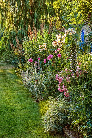 THE_SUMMERHOUSE_OXFORDSHIRE_JULY_SUMMER_LAWN_BORDERS_ROSES_DELPHINIUMS_ACANTHUS_SPINOSUS_BEARS_BREEC