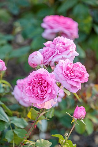 THE_SUMMERHOUSE_OXFORDSHIRE_CLOSE_UP_OF_SHRUB_ROSE_ROSA_GERTRUDE_JEKYLL_SCENTED_FRAGRANT_ROSES_PINK_