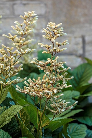 THE_SUMMERHOUSE_OXFORDSHIRE_SHADE_SHADY_CREAM_FLOWERS_OF_RODGERSIA_PERENNIALS_SUMMER_JULY