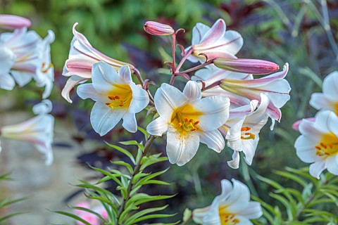THE_SUMMERHOUSE_OXFORDSHIRE_JULY_SUMMER_BULBS_WHITE_PINK_YELLOW_FLOWERS_BLOOMS_OF_LILLIES_LILIUM_REG