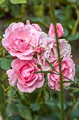 THE SUMMERHOUSE, OXFORDSHIRE: CLOSE UP OF PINK FLOWERS OF SHRUB ROSE, ROSA BONICA, ROSE, FLOWERS, BLOOMS, SUMMER, JULY