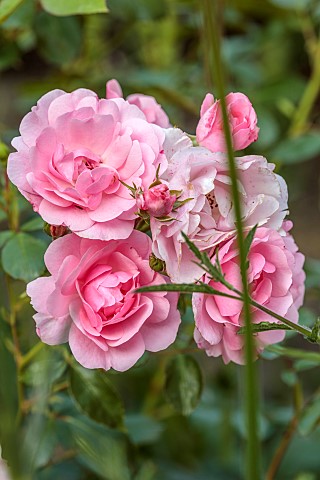 THE_SUMMERHOUSE_OXFORDSHIRE_CLOSE_UP_OF_PINK_FLOWERS_OF_SHRUB_ROSE_ROSA_BONICA_ROSE_FLOWERS_BLOOMS_S