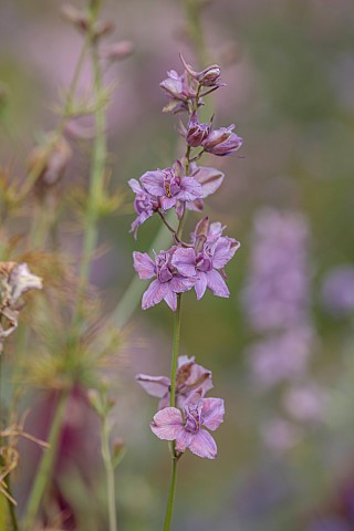 HIGHLANDS_SUSSEX_PINK_PALE_PURPLE_BLUE_FLOWERS_OF_CONSOLIDA_AJACIS_MISTY_LAVENDER_HARDY_ANNUALS_BLOO