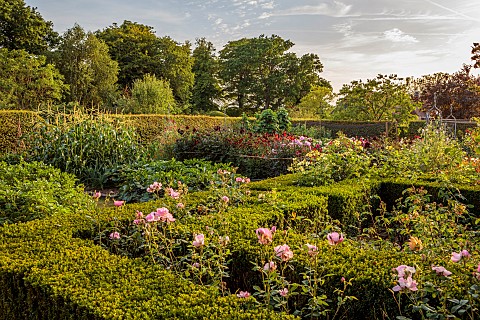 HIGHLANDS_SUSSEX_ROSES_DAHLIAS__IN_THE_VEGETABLE_POTAGER_GARDEN_GREENHOUSE_HEDGES_HEDGING_CUTTING_GA