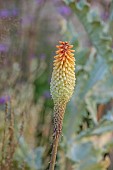 HIGHLANDS, SUSSEX: ORANGE, YELLOW FLOWERS OF KNIPHOFIA NORTHIAE, RED HOT POKER, SUMMER, PERENNIALS