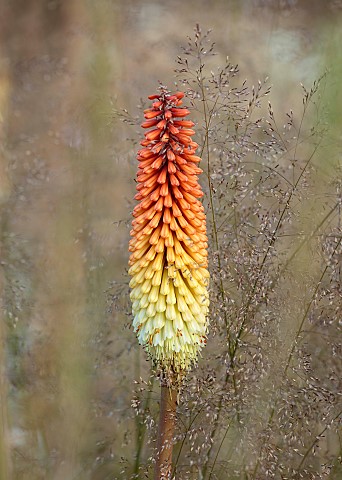 HIGHLANDS_SUSSEX_ORANGE_YELLOW_FLOWERS_OF_KNIPHOFIA_NORTHIAE_RED_HOT_POKER_SUMMER_PERENNIALS