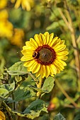 BROWN FLOWERS, OXFORDSHIRE: YELLOW, BROWN, FLOWERS OF SUNFLOWERS, HELIANTHUS AUTUMN BEAUTY, ANNUALS, SUMMER