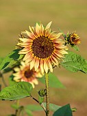 BROWN FLOWERS, OXFORDSHIRE: YELLOW, BROWN, FLOWERS OF SUNFLOWERS, HELIANTHUS AUTUMN RUBY ECLIPSE, ANNUALS, SUMMER