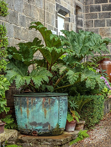 YORK_GATE_YORKSHIRE_COPPER_WATER_RAINWATER_CIOLLECTION_CONTAINER_GIANT_RHUBARB_GUNNERA_MANICATA_JULY