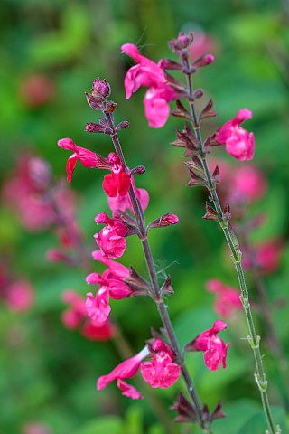 STOCKCROSS_HOUSE_BERKSHIRE_PINK_FLOWERS_OF_SALVIA_PING_PONG_SAGE_SCENTED_PERENNIALS