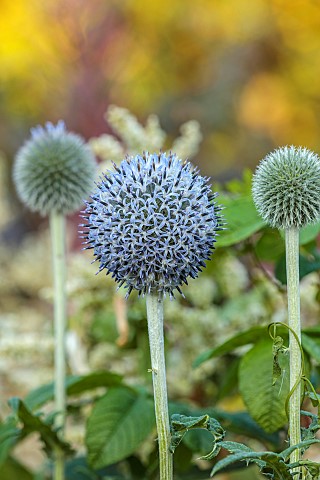 STOCKCROSS_HOUSE_BERKSHIRE_WHITE_PALE_BLUE_FLOWERS_BLOOMS_OF_ECHINOPS_BANNATICUS_STAR_FROST_PERENNIA