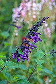 STOCKCROSS HOUSE, BERKSHIRE: BLUE, PURPLE FLOWERS, BLOOMS OF FRAGRANT, SCENTED, SAGE, SALVIA AMISTAD, PERENNIALS