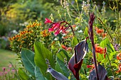 STOCKCROSS HOUSE, BERKSHIRE: BORDER, PINK FLOWERS, BLOOMS OF CANNA IRIDIFLORA, TROPICAL, FOLIAGE