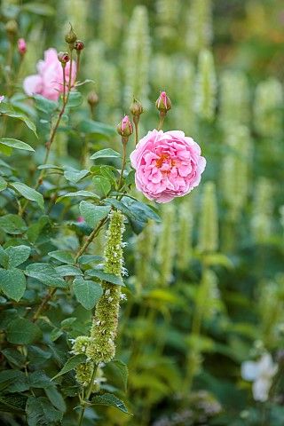 STOCKCROSS_HOUSE_BERKSHIRE_PINK_FLOWERS_BLOOMS_OF_PINK_ROSE_ROSA_THE_REEVE_WHITE_AGASTACHE_RUGOSA_AL