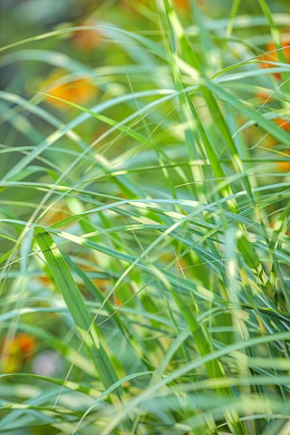 STOCKCROSS_HOUSE_BERKSHIRE_GREEN_YELLOW_STRIPED_FOLIAGE__LEAVES_OF_MISCANTHUS_SINENSIS_LITTLE_ZEBRA_