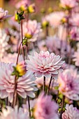 BROWN FLOWERS, OXFORDSHIRE: PINK FLOWERS OF DAHLIA PROSPERO, BLOOMS, BLOOMING, FLOWERING, PERENNIALS