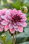 BROWN FLOWERS, OXFORDSHIRE: PINK, CREAM FLOWERS OF DAHLIA CREME DE CASSIS, BLOOMS, BLOOMING, FLOWERING, PERENNIALS