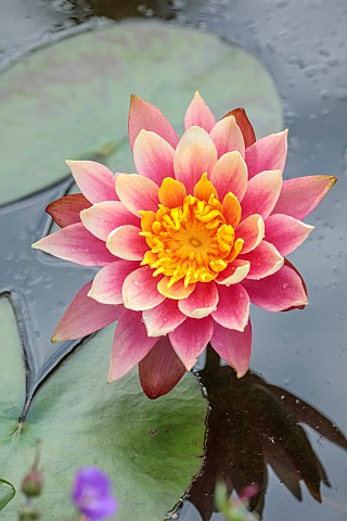 26_ROWDEN_ROAD_SURREY_DESIGNER_ROBERT_STACEWICZ_PINK_YELLOW_BLOOMS_FLOWERS_OF_WATERLILY_NYMPHAEA_COL