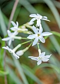 26 ROWDEN ROAD, SURREY: DESIGNER ROBERT STACEWICZ: WHITE FLOWERS OF TULBAGHIA SNOW WHITE, BULBS, BLOOMS