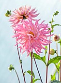 FLOWER & FARMER: PINK FLOWERS OF SEMI CACTUS DAHLIA PREFERENCE, BLOOMS, BLOOMING, SEPTEMBER, SUMMER, PERENNIALS