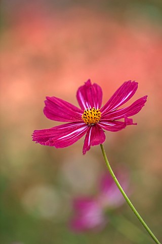 GREEN_AND_GORGEOUS_FLOWERS_OXFORDSHIRE_CLOSE_UP_OF_COSMOS_SELF_SOWN_CROSS_ANNUALS