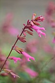 GREEN AND GORGEOUS FLOWERS, OXFORDSHIRE: PINK FLOWERS OF SALVIA KISSES AND WISHES, PERENNIALS, SUMMER