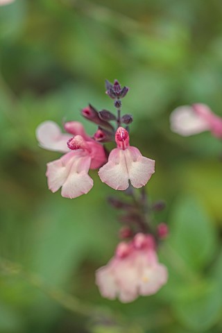 GREEN_AND_GORGEOUS_FLOWERS_OXFORDSHIRE_PINK_APRICOT_FLOWERS_OF_SALVIA_GREGGII_STRAWBERRIES_AND_CREAM