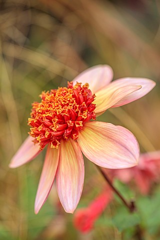 GREEN_AND_GORGEOUS_FLOWERS_OXFORDSHIRE_ORANGE_BROWN_FLOWERS_OF_DAHLIA_TOTALLY_TANGERINE_PERENNIALS_S