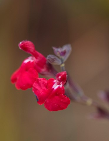 GREEN_AND_GORGEOUS_FLOWERS_OXFORDSHIRE_RED_WHITE_FLOWERS_OF_SALVIA_MICROPHYLLA_RUBY_STAR_PERENNIALS_